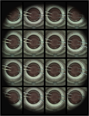 microscope image