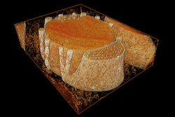 A cross section of where the accessory inner segment (aIS) on the right attaches to the photoreceptor.