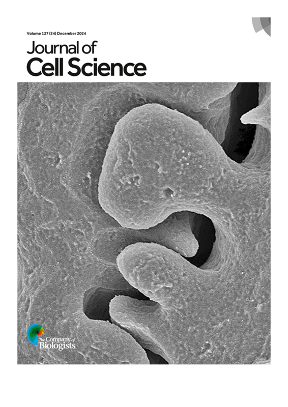 Journal of Cell Science December 2024 issue cover feature. Image of Ankyrin-B shows impaired establishment of BS lateral membrane interdigitations between adjacent fiber cells compared to controls 
