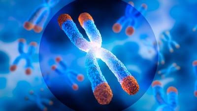 Trabecular meshwork graphic